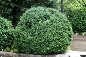 Ako vytvarovať krušpán do gule?