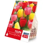 Tulipán Darwin Mixed