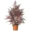 Asparagus 91245