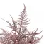 Asparagus 91245,4