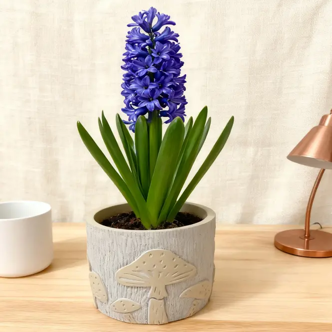 Kvetináč ys489109l 12,5x12,5x11 cement mushroom,4