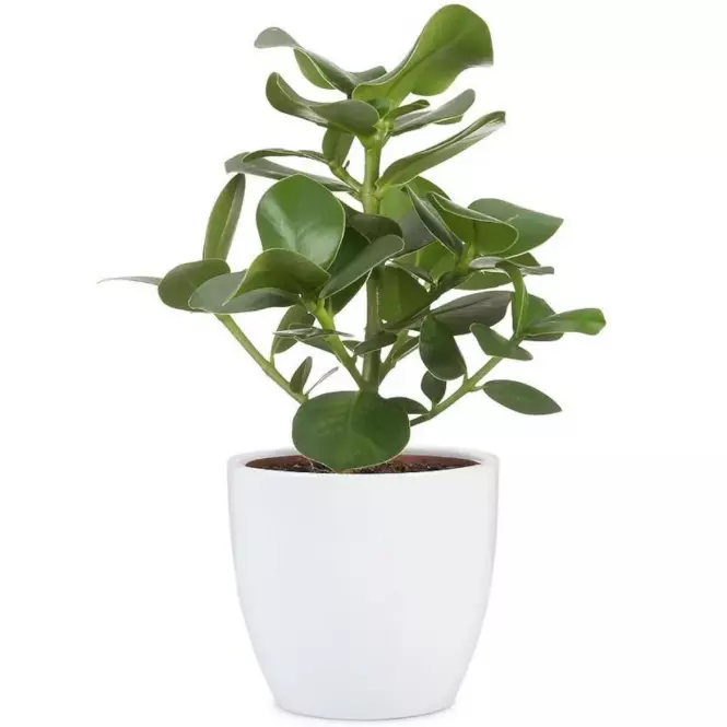 Keramický obal na kvetináč Scheurich 920, ø19cm, farba biela