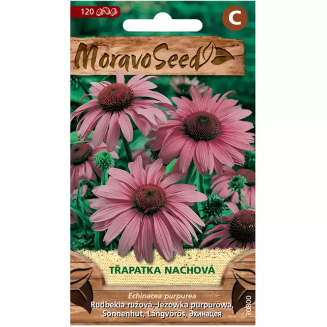 Echinacea purpurová, fialová